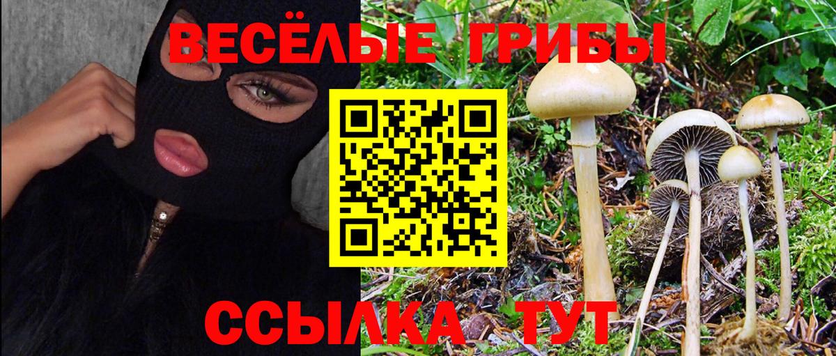 Ленинск-Кузнецкий  Галлюциногенные грибы Psilocybe  Вход с VPN 